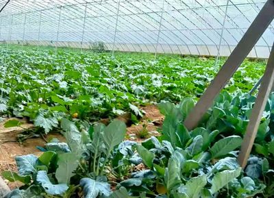 松江保供 80噸品類蔬菜抵松，本地種植助力全市“菜籃子”
